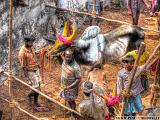 42 Pongal Festival - Bull Flight 3 - pinuccioedoni